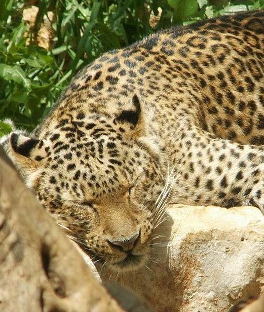 Анна Петрова | Донецк