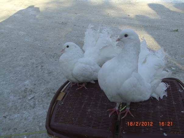 Айгуль Ахмерова | Уфа