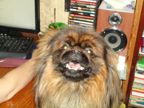 №1, Lion Heart, 10.4.2000 №1, Lion Heart, 10.4.2000