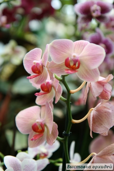 Тина Тина | Москва