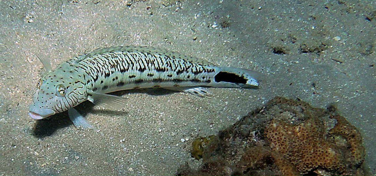 Александр Кирпичёнок | Санкт-Петербург