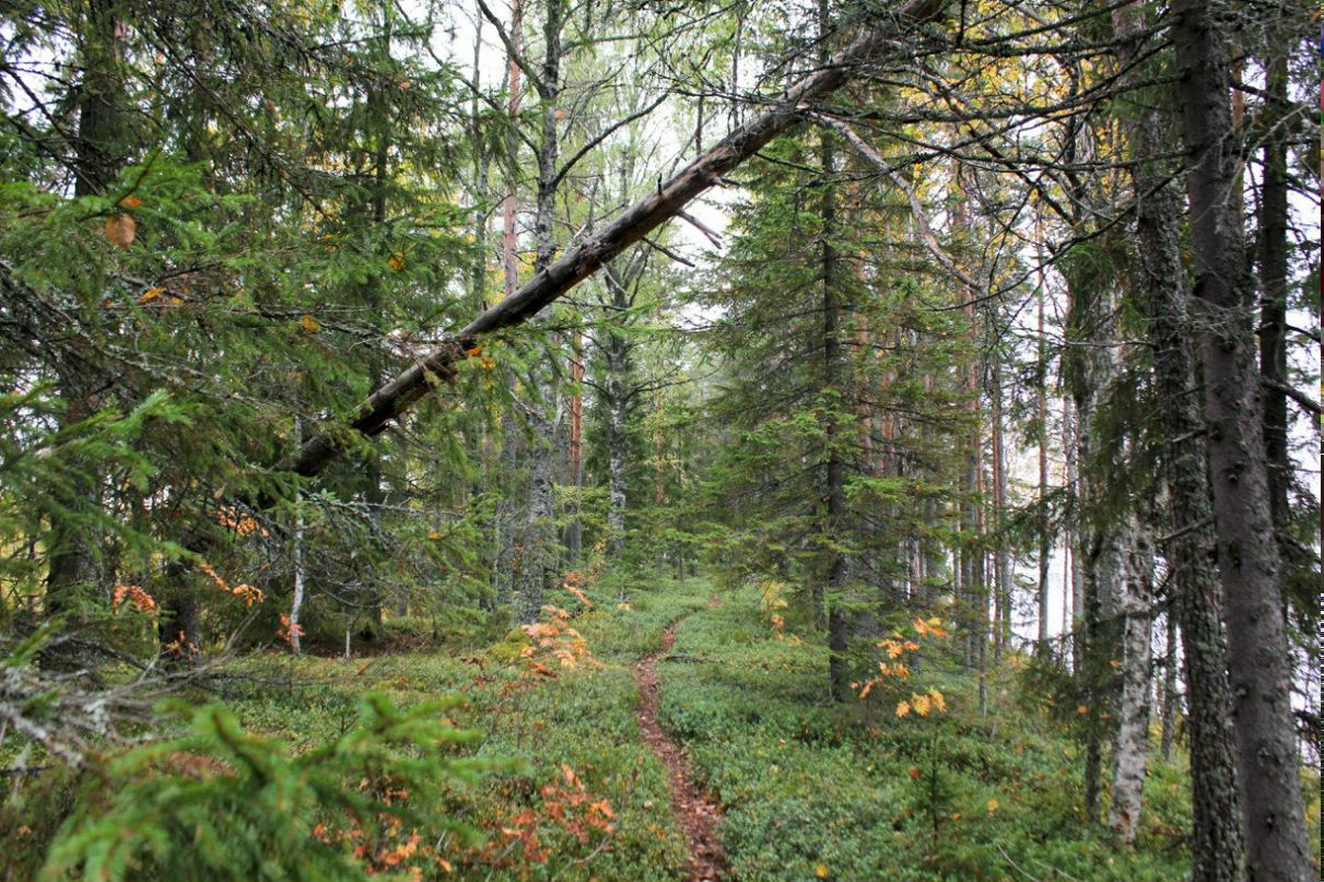 Дмитрий Пархоменко | Санкт-Петербург