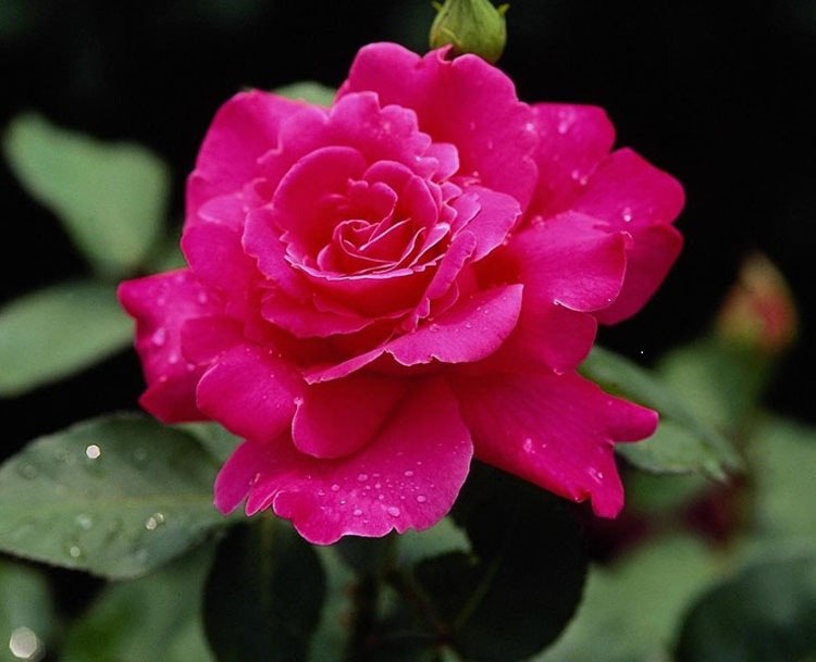 Розалия Киселёва | 