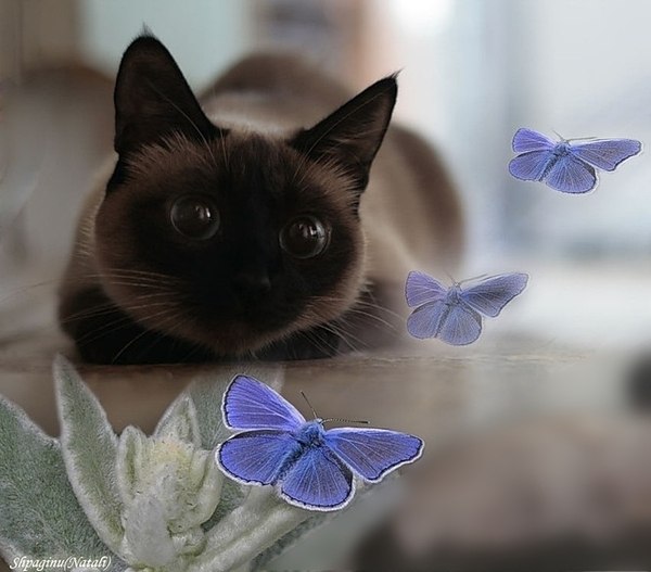 Роман Ульянец | Курган