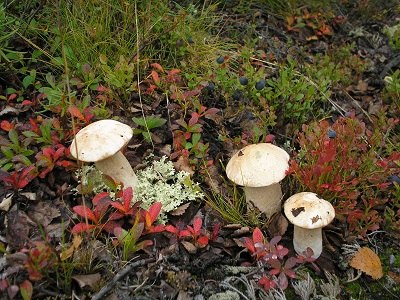 Алеша Колин | 