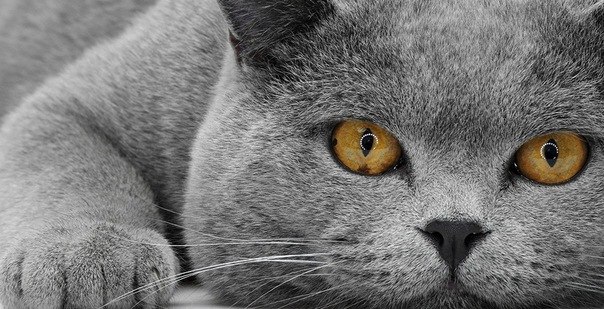 №11, Антон Иванов, 37 лет, Москва №11, Антон Иванов, 37 лет, Москва