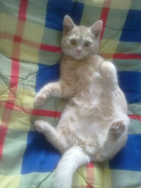 №24, Анна Городняя, Васильков №24, Анна Городняя, Васильков