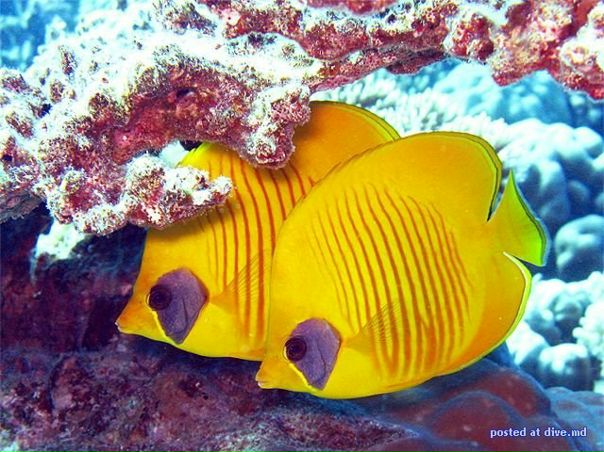 №37, Дашуся Мостовая, Чехов-3 №37, Дашуся Мостовая, Чехов-3