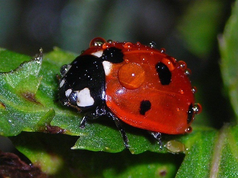 Натали Минчога | Измаил