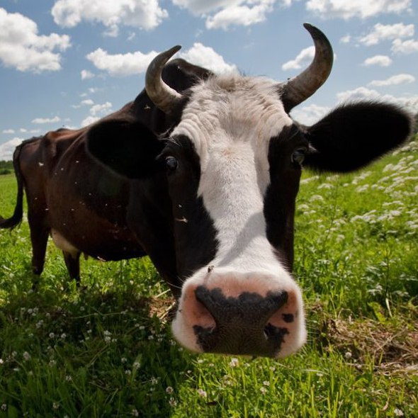 Алексей Фитонов | 