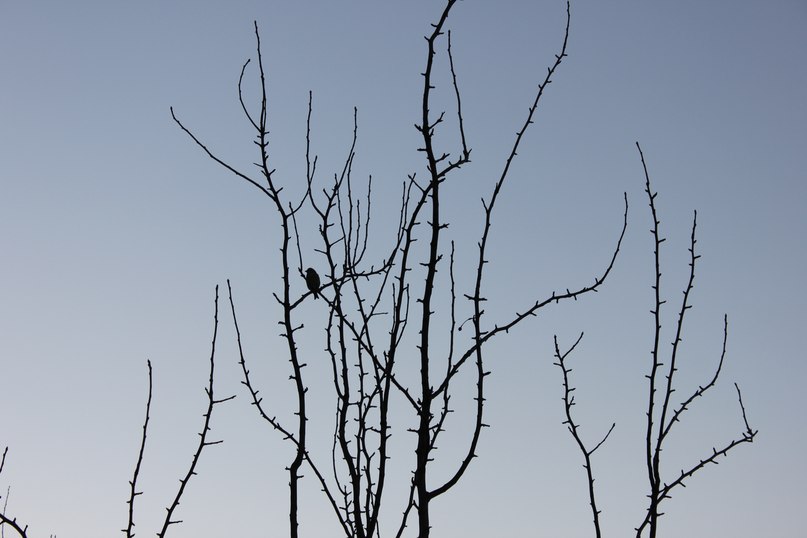 Светлана Кондратьева | Минск