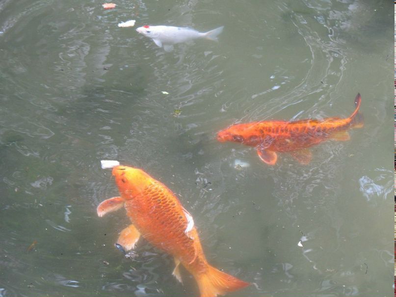 Валерия Ковалёва | Воронеж