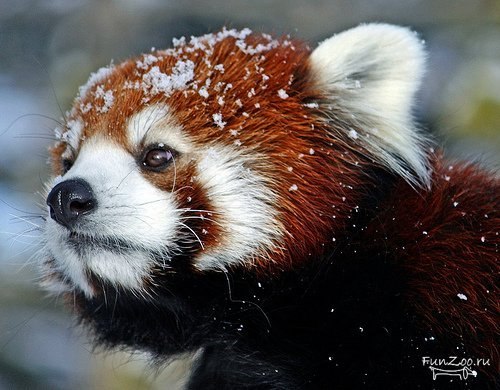 Ксения Прохорова | Киров