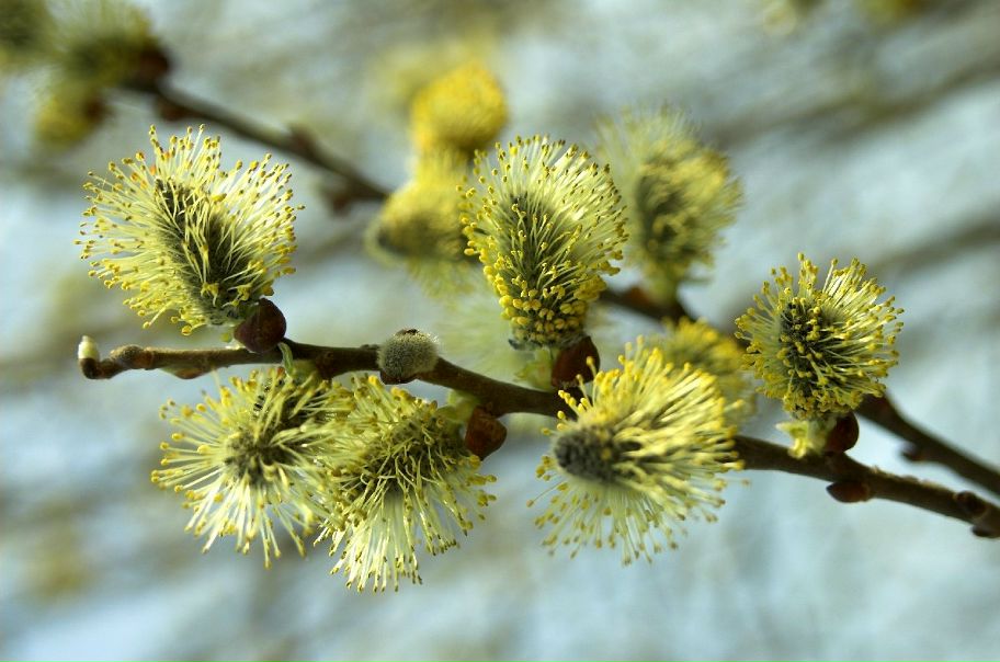 №4, Вера Кошолап, Saitama №4, Вера Кошолап, Saitama