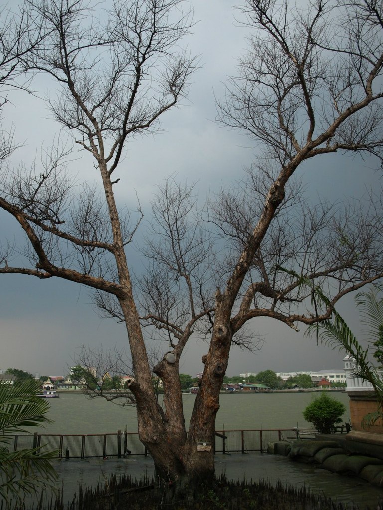 Николай Нидвора | 