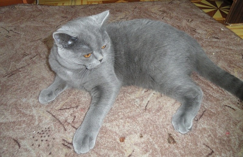 Владимир Комолятов -=BenDeR=- | Москва