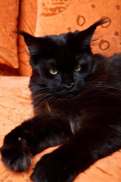 Таню Полховцева | Москва