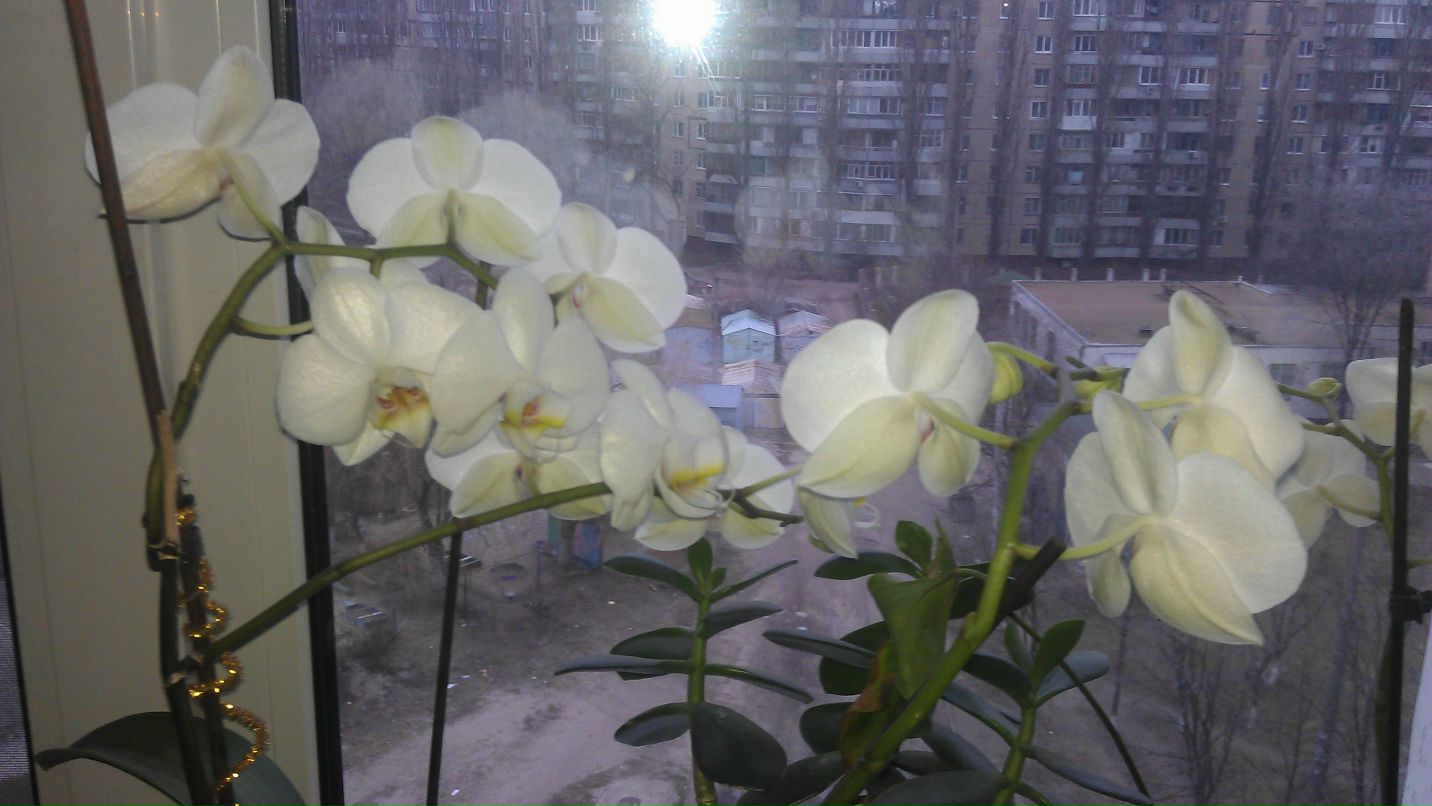 Алла Пономаренко | Днепр (Днепропетровск)