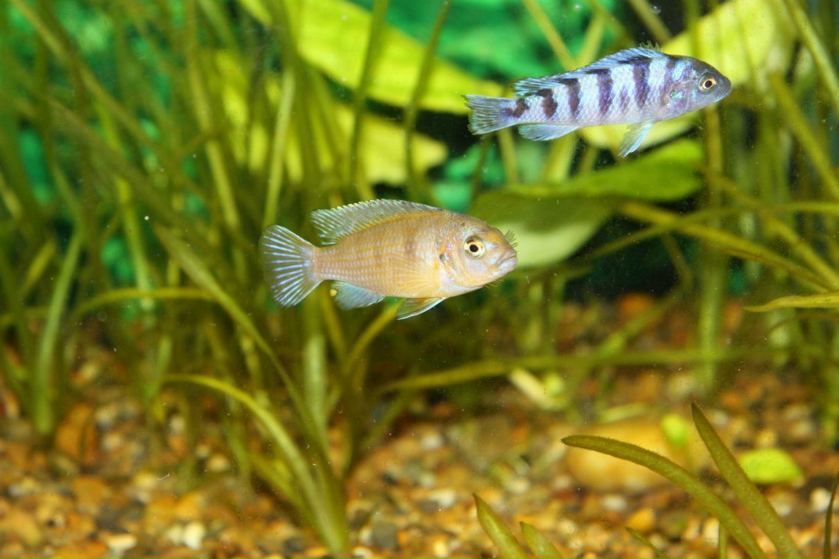 Игорь Кузнецов 有事路 | Соликамск