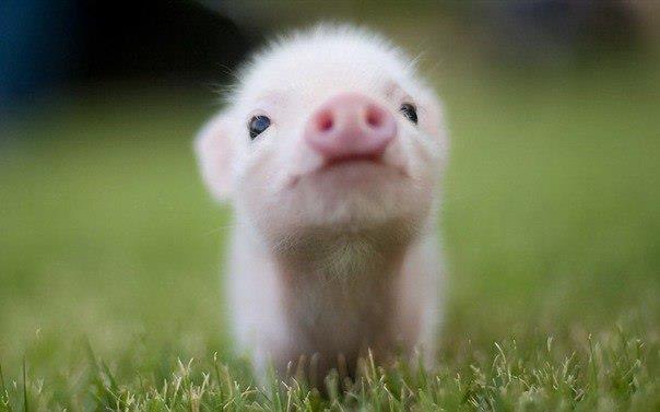 Юрий Чеботов | Москва