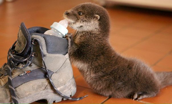 №7, Лина Штоль, Санкт-Петербург №7, Лина Штоль, Санкт-Петербург