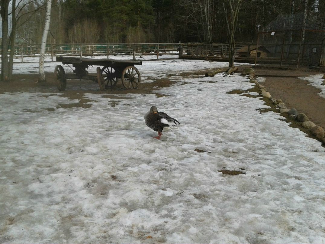 Тамарка Николаева | Псков