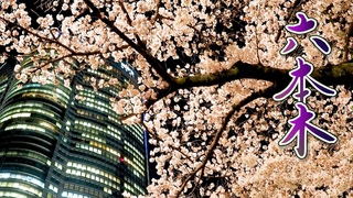 TOKYOCherry blossomsSomei-Yoshinoat Roppongi march 26, 2020