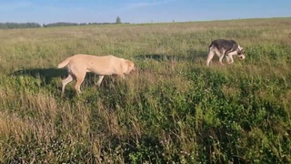 Коловрат Рязанский Фред и Цаца #собака #алабай #щенок  #лето