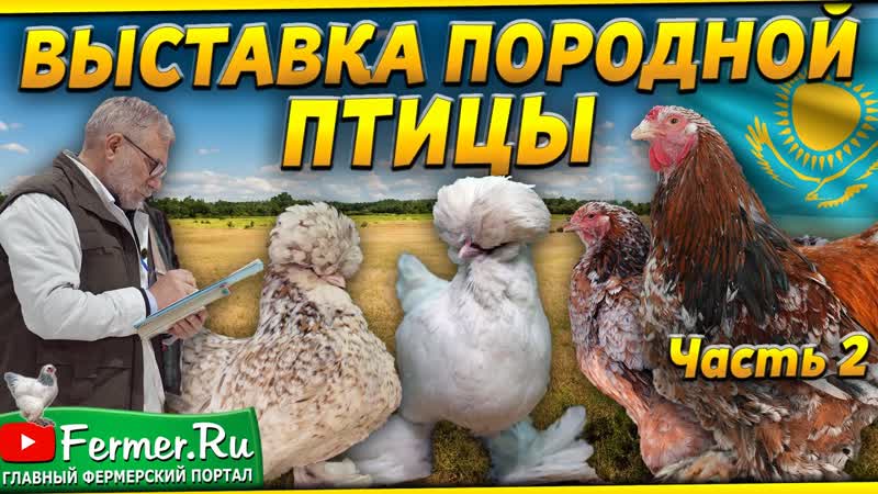 Вот это красота Кохинхин, султанки, бентамки, ко шамо,