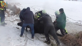У Сумах співробітники #ДСНС врятували корову, що провалилась під кригу замерзлої водойми