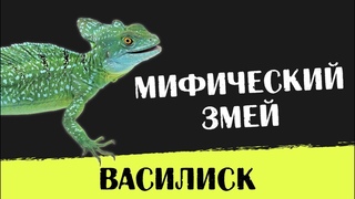 Содержание Шлемоносного василиска