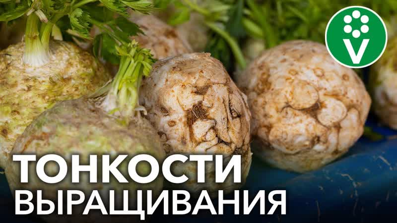 ВСЕ СЕКРЕТЫ СЕЛЬДЕРЕЯ: при таком посеве корнеплоды