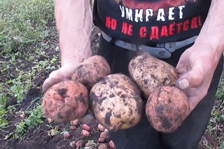 Картошка, копаем правильно и быстро .