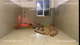 Олег Зубков про Асаду! Парк львов Тайган