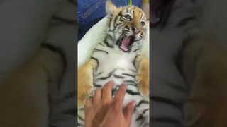 🐯🐯🐯WOW!!! adorable baby #tigercub #tiger #kitten #foryou #fpy #cute #kitty