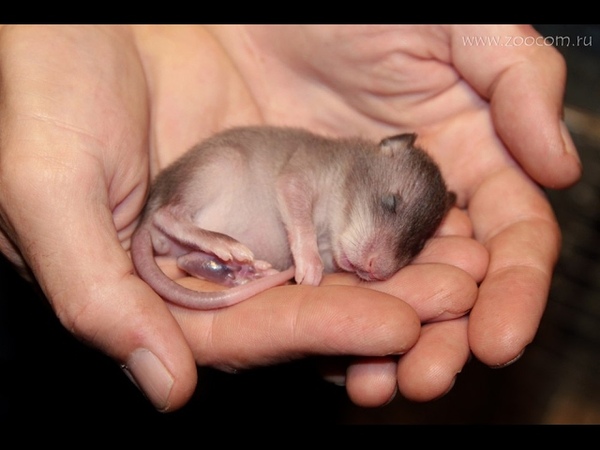 Малыш гигантской крысы African giant rat