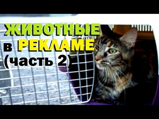 #Галилео | Животные в рекламе (часть 2)
