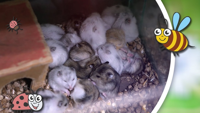 Hamsters gathered in a bunch for games ( Lady Bee ) Fighting, playing, eating, jogging, washing.