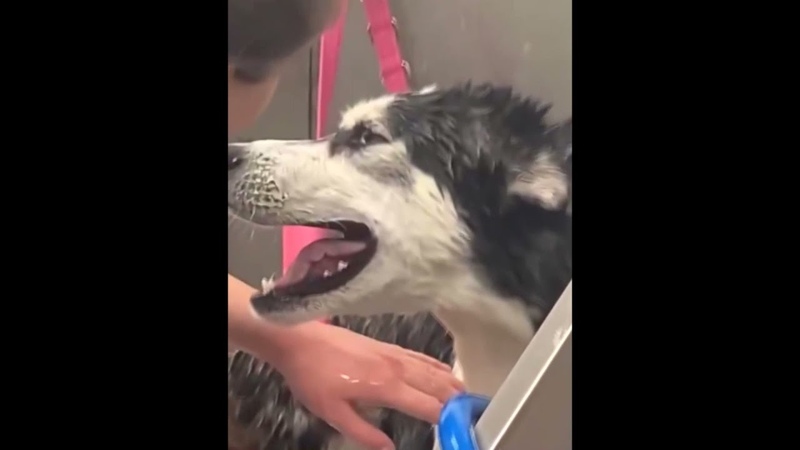 Funny videos, laugh to tears, compilation