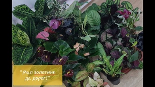 Комнатные цветы. Новое поступление 22 июня 2020г. Антуриумы, аглаонемы, калатеи, алоказии и др.