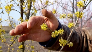 Как цветет кизил. Про обработку кизила
