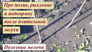 Полив, рыхление и подкормка после длительной засухи