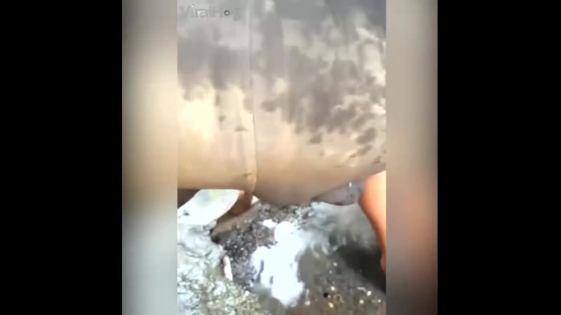 Заботливые мамы животного
