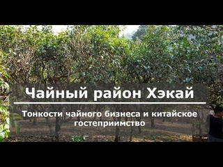 Чайный регион Хэкай. Тонкости чайного бизнеса и китайского гостеприимства.