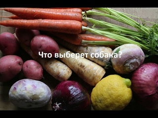 Что выберет собакаКорм, морковь или картофель.Дрессировка.