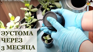 Эустома через 3 месяца после посева