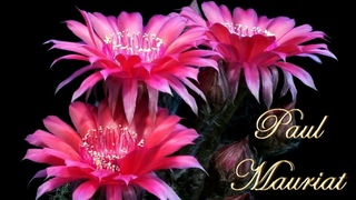 ❤️ Paul Mauriat - Toccata (flower dance) ❤️ Поль Мориа - Токката (танец цветов) ❤️