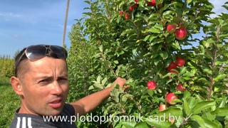 ВАЛЮТА. Выдающийся поздний сорт колонновидных яблонь.