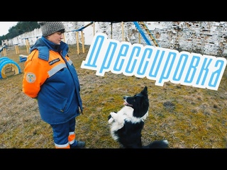 МЧС Дрессировка Бордер Колли