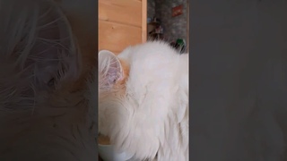 ночной котожр  #безкотаижизньнета #cat #паштет
